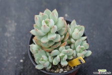 아란타 981004 다육식물