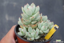 아란타 981004 다육식물