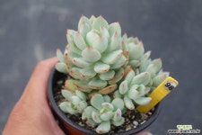 아란타 981004 다육식물