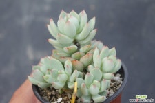 아란타 981004 다육식물