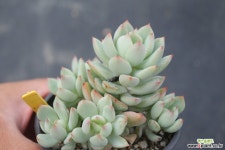 아란타 981004 다육식물