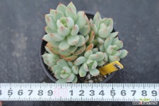 아란타 981004 다육식물