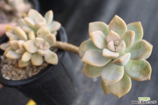 고스티 501004 다육식물