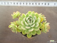 하월야 29- 다육식물