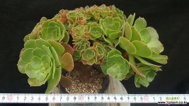 캐시미어철화 묵은둥이 다육철화