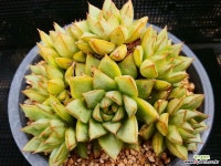 트루기다 1005-16 다육식물