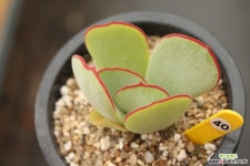 일본백미 401006 다육식물