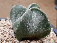 난봉옥 8110-2256 다육식물