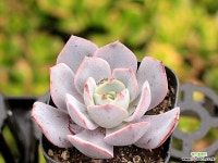 용동 1-3966 다육식물