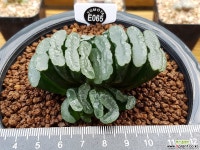 하월시아 옥선 군생(자구3) 하월시아