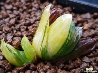 수정연필금2두 하월시아