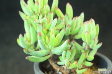 백미인 (SW0741) 다육식물