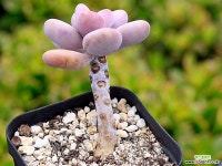 아메치스 G2429 다육식물