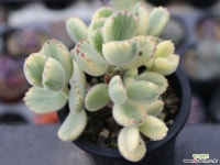 웅동자금 군생 S0273 다육식물