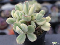 웅동자금 군생 S0273 다육식물