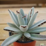 월토이 1007-28 다육식물