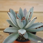 월토이 1007-28 다육식물