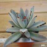 월토이 1007-28 다육식물