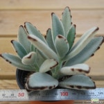 월토이 1007-29 다육식물