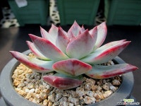 라탐 10-224 다육식물