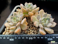 핑크피티 10-228 다육식물