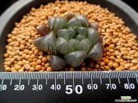 블랙자옵튜사 10-238 하월시아