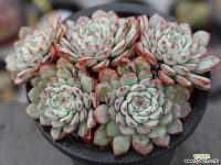 화이트미니마 군생 S0255 다육식물