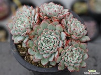 화이트미니마 군생 S0255 다육식물