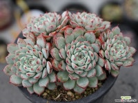 화이트미니마 군생 S0255 다육식물