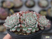 화이트미니마 군생 S0255 다육식물