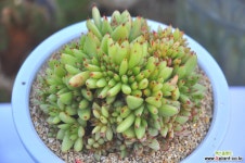 사치철화(S020) 다육철화