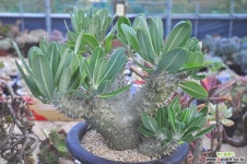 호름벤세왕목대(S022) 선인장