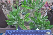 호름벤세왕목대(S022) 선인장