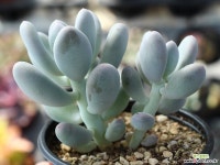 홍미인 군생 S0057 다육식물