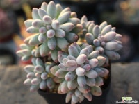 베이비핑거 군생 S0295 다육식물