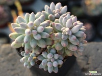 베이비핑거 군생 S0295 다육식물