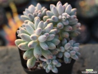 베이비핑거 군생 S0295 다육식물