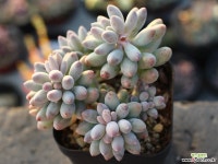 베이비핑거 군생 S0295 다육식물