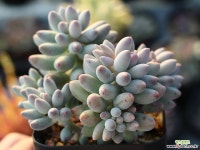 베이비핑거 군생 S0295 다육식물