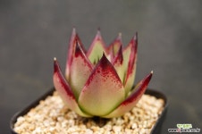 원종에보니 18J9-6 다육식물