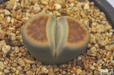 리톱스(S033) 리톱스/메셈