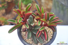 홍페페(S036) 다육식물