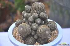 루비티아(S040) 선인장