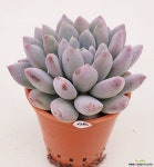 베니95 다육식물