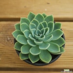 팬지 1009-26 다육식물