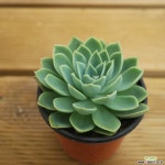 팬지 1009-26 다육식물