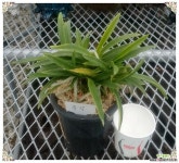 부악대주 목.석부작용 풍란(보급종)