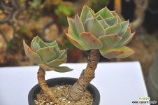 미스터리차드목대(S049) 다육식물