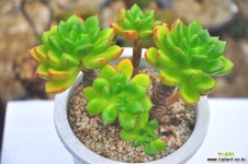 춥스목대(S051) 다육식물