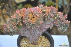 마리나철화(S061) 다육철화